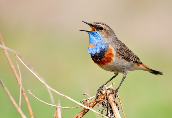 Pourquoi Les Oiseaux Chantent-ils